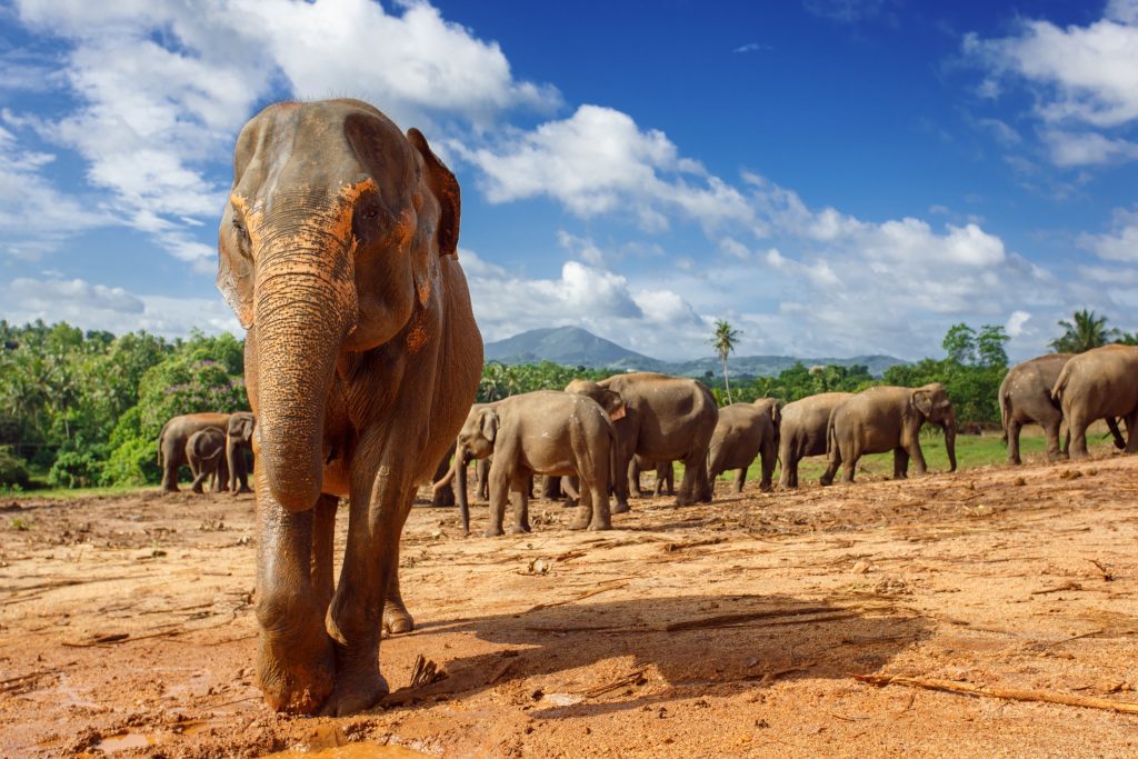A pack of elephants found during a Sri Lanka itinerary