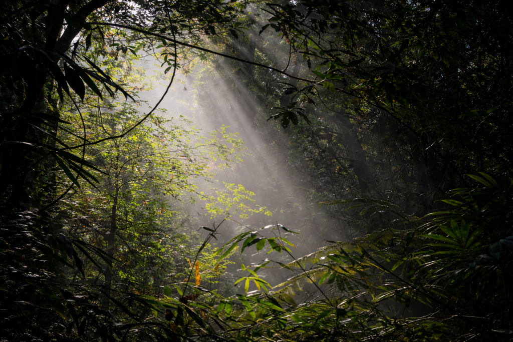 Sun light shining through trees in Sinharaja Rainforest, Sri Lanka