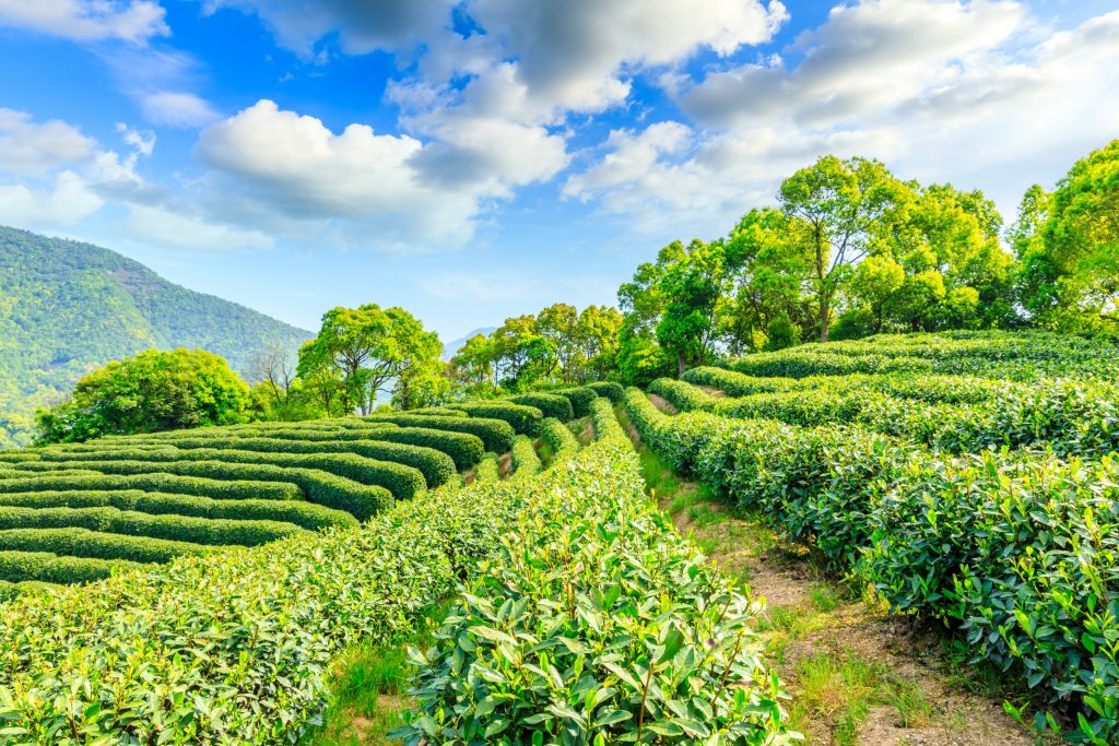 Visiting a tea farm in the hills during a Sri Lanka itinerary