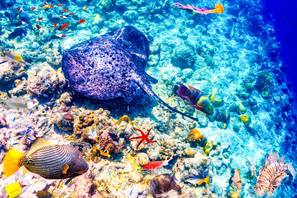 Colorful sea life found in Riviera Maya, Mexico